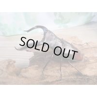 新成虫☆ホワイトアイ☆マンディブラリスフタマタクワガタ（赤マンディ）♂91ミリ♀48ミリペア販売！！