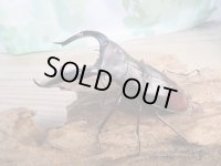 新成虫☆ホワイトアイ☆マンディブラリスフタマタクワガタ（赤マンディ）♂91ミリ♀48ミリペア販売！！