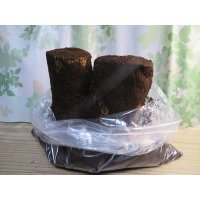 INSECT・MUSEより入荷☆バクテリア材☆多産物語！！M〜L材2本入り