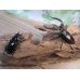 画像5: 新成虫☆ホワイトアイ☆マンディブラリスフタマタクワガタ（赤マンディ）♂70ミリ♀42ミリペア販売！！ (5)