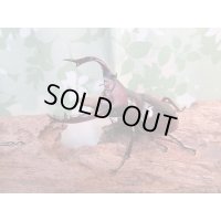 ☆新成虫☆フォルスターフタマタクワガタ（亜種ニシ）♂63ミリ♀40ミリペア販売！！
