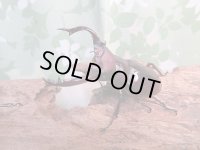 ☆新成虫☆フォルスターフタマタクワガタ（亜種ニシ）♂63ミリ♀40ミリペア販売！！