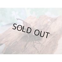 ☆25年種親用☆アマミミヤマクワガタ♂42ミリ♀30ミリペア＋♀29ミリ計3頭トリオ販売！！