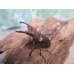 画像1: ☆25年種親用☆アマミミヤマクワガタ♂42ミリ♀30ミリペア＋♀29ミリ計3頭トリオ販売！！ (1)