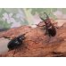 画像5: ☆25年種親用☆アマミミヤマクワガタ♂37ミリ♀27ミリペア販売！！ (5)
