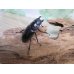 画像4: ☆新成虫☆フォルスターフタマタクワガタ（亜種ニシ）♂63ミリ♀40ミリペア販売！！ (4)