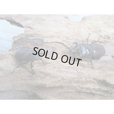 画像5: ★25年種親用★ラティオキナティブスコクワガタ♂28ミリ♀23ミリ新成虫ペア販売！！