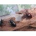 画像5: ☆25年種親用☆アマミミヤマクワガタ♂42ミリ♀30ミリペア＋♀29ミリ計3頭トリオ販売！！ (5)