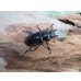 画像4: ☆新成虫☆フォルスターフタマタクワガタ（亜種ニシ）♂74ミリ♀40ミリペア販売！！ (4)
