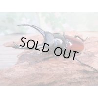 ☆新成虫☆アローコクワガタ（亜種リエン）♂68ミリ♀36ミリペア販売！！