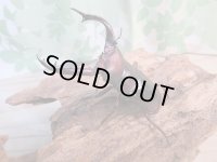 ☆新成虫☆フォルスターフタマタクワガタ（亜種ニシ）♂63ミリ♀40ミリペア販売！！