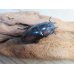 画像4: ☆美麗人気種☆新成虫！ミラビリスノコギリクワガタ♂65ミリ♀35ミリペア販売！！ (4)