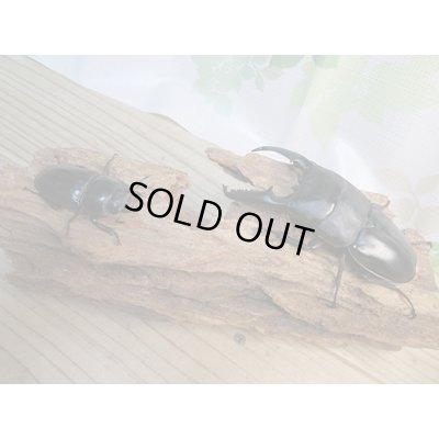 画像5: ☆即ブリ☆パラワンオオヒラタクワガタ♂101ミリ♀47ミリペア販売！！