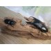 画像5: ☆即ブリ☆パラワンオオヒラタクワガタ♂101ミリ♀47ミリペア販売！！ (5)