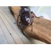 画像3: ☆新成虫☆フォルスターフタマタクワガタ（原名亜種）♂63ミリ♀40ミリペア販売！！ (3)