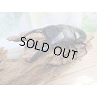 ☆大型！即ブリ☆パラワンオオヒラタクワガタ♂105ミリ♀50ミリペア販売！！