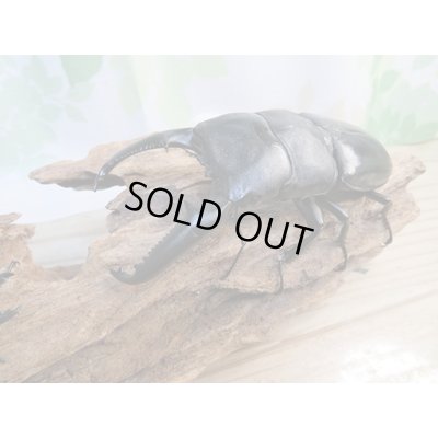 画像1: ☆大型！即ブリ☆パラワンオオヒラタクワガタ♂105ミリ♀50ミリペア販売！！