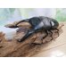 画像1: ☆大型！即ブリ☆パラワンオオヒラタクワガタ♂105ミリ♀50ミリペア販売！！ (1)