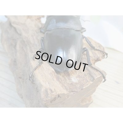 画像3: ☆即ブリ☆パラワンオオヒラタクワガタ♂101ミリ♀47ミリペア販売！！