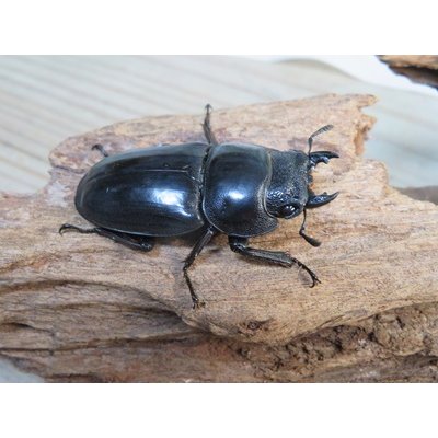 画像4: ☆即ブリ☆パラワンオオヒラタクワガタ♂101ミリ♀47ミリペア販売！！