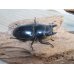 画像4: ☆即ブリ☆パラワンオオヒラタクワガタ♂101ミリ♀47ミリペア販売！！ (4)