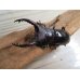 画像2: ☆新成虫☆フォルスターフタマタクワガタ（原名亜種）♂63ミリ♀40ミリペア販売！！ (2)