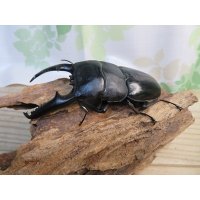 ☆即ブリ☆パラワンオオヒラタクワガタ♂101ミリ♀47ミリペア販売！！