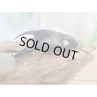 ☆即ブリ☆パラワンオオヒラタクワガタ♂101ミリ♀47ミリペア販売！！