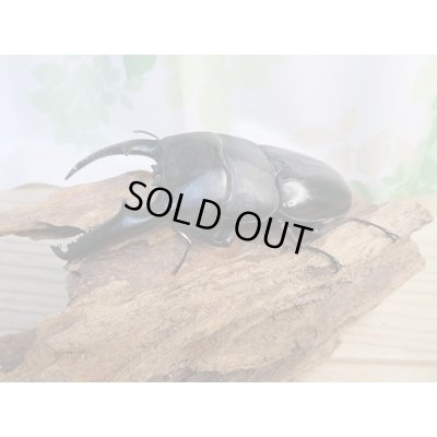 画像1: ☆即ブリ☆パラワンオオヒラタクワガタ♂101ミリ♀47ミリペア販売！！