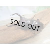 ☆新成虫☆フォルスターフタマタクワガタ（原名亜種）♂63ミリ♀40ミリペア販売！！