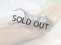 ☆新成虫☆フォルスターフタマタクワガタ（原名亜種）♂63ミリ♀40ミリペア販売！！