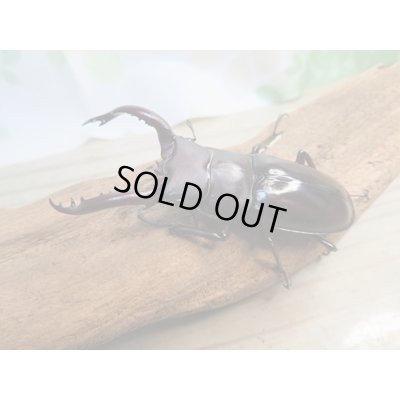 画像1: ☆新成虫☆フォルスターフタマタクワガタ（原名亜種）♂63ミリ♀40ミリペア販売！！