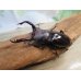 画像1: ☆新成虫☆フォルスターフタマタクワガタ（原名亜種）♂63ミリ♀40ミリペア販売！！ (1)