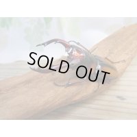 ☆美麗人気種☆新成虫！ミラビリスノコギリクワガタ♂65ミリ♀35ミリペア販売！！