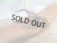 ☆美麗人気種☆新成虫！ミラビリスノコギリクワガタ♂65ミリ♀35ミリペア販売！！