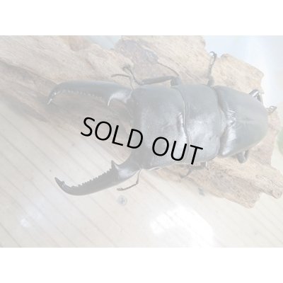画像2: ☆大型！即ブリ☆パラワンオオヒラタクワガタ♂105ミリ♀50ミリペア販売！！