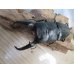 画像2: ☆大型！即ブリ☆パラワンオオヒラタクワガタ♂105ミリ♀50ミリペア販売！！ (2)