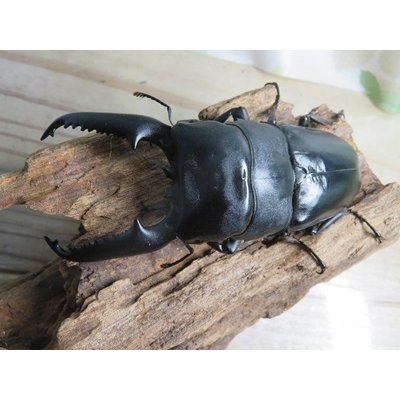 画像2: ☆即ブリ☆パラワンオオヒラタクワガタ♂101ミリ♀47ミリペア販売！！