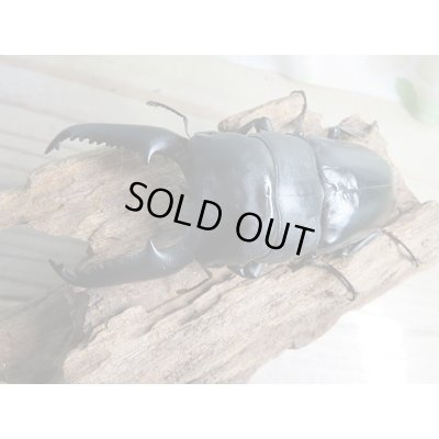 画像2: ☆即ブリ☆パラワンオオヒラタクワガタ♂101ミリ♀47ミリペア販売！！