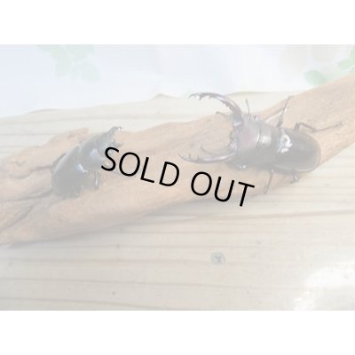 画像5: ☆新成虫☆フォルスターフタマタクワガタ（原名亜種）♂63ミリ♀40ミリペア販売！！