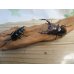 画像5: ☆新成虫☆フォルスターフタマタクワガタ（原名亜種）♂63ミリ♀40ミリペア販売！！ (5)