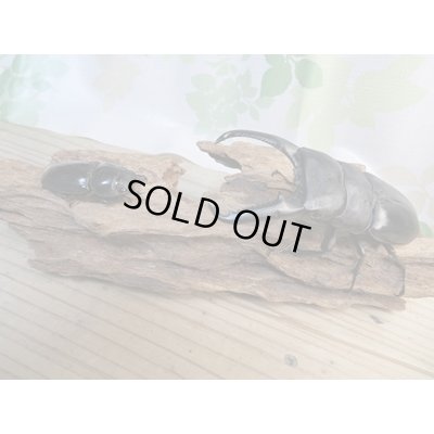 画像5: ☆大型！即ブリ☆パラワンオオヒラタクワガタ♂105ミリ♀50ミリペア販売！！