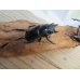 画像4: ☆新成虫☆フォルスターフタマタクワガタ（原名亜種）♂63ミリ♀40ミリペア販売！！ (4)