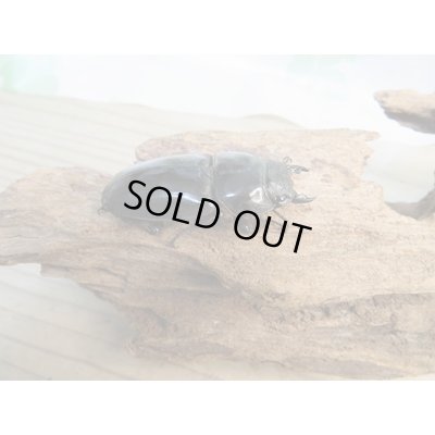 画像4: ☆大型！即ブリ☆パラワンオオヒラタクワガタ♂105ミリ♀50ミリペア販売！！