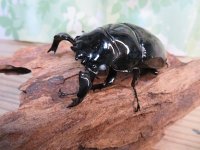 大型新成虫☆ホワイトアイ☆タランドゥスオオツヤクワガタ♂82ミリ♀54ミリペア販売！！