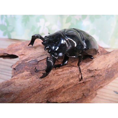 画像1: 大型新成虫☆ホワイトアイ☆タランドゥスオオツヤクワガタ♂82ミリ♀54ミリペア販売！！