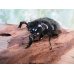 画像1: 大型新成虫☆ホワイトアイ☆タランドゥスオオツヤクワガタ♂82ミリ♀54ミリペア販売！！ (1)