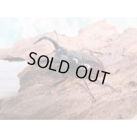 no.2☆新成虫☆オーベルチュールクロツヤシカクワガタ♂46ミリ♀フリーサイズペア販売！！