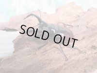no.2☆新成虫☆オーベルチュールクロツヤシカクワガタ♂46ミリ♀フリーサイズペア販売！！