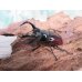 画像1: no.2☆新成虫☆オーベルチュールクロツヤシカクワガタ♂46ミリ♀フリーサイズペア販売！！ (1)
